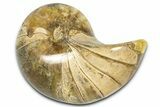 Cut & Polished Jurassic Nautilus Fossil (Half) - Madagascar #365522-1